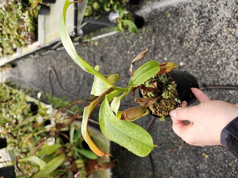 O120 5-3 N. burkei x truncata EP