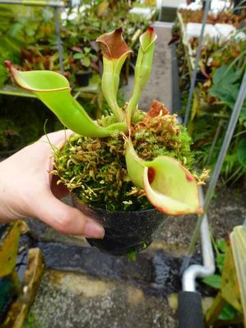 Heliamphora(ヘリアンフォラ)の商品一覧 | Y's Exotics (山田 Heliamphora(ヘリアンフォラ)の商品一覧 | Y's Exotics (山田