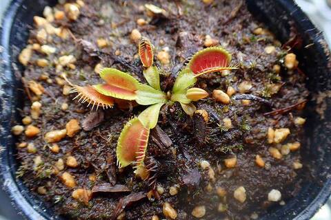 Dionaea muscipula（ディオネア/ハエトリソウ）の商品一覧