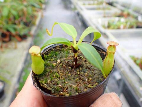 R241 5-1 N. bicalcarata Y's Lab