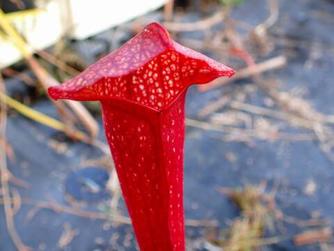 商品一覧 - Y's Exotics （山田食虫植物農園）