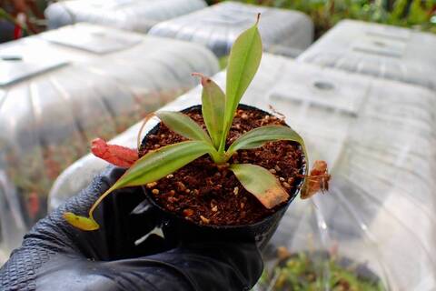 R489 5-1 [YA-162] N. attenboroughii philippines Expendition collection5 Victria Peak 1600m Y's Lab