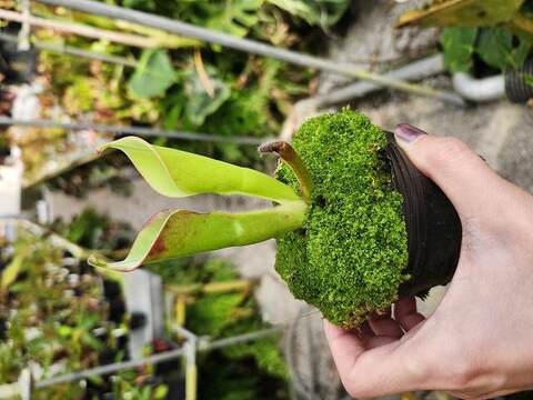 Heliamphora（ヘリアンフォラ）の商品一覧 | Y's Exotics （山田食虫植物農園）