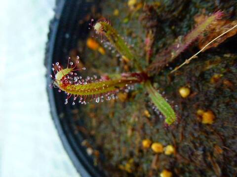 Drosera（ドロセラ/モウセンゴケ）の商品一覧 | Y's Exotics