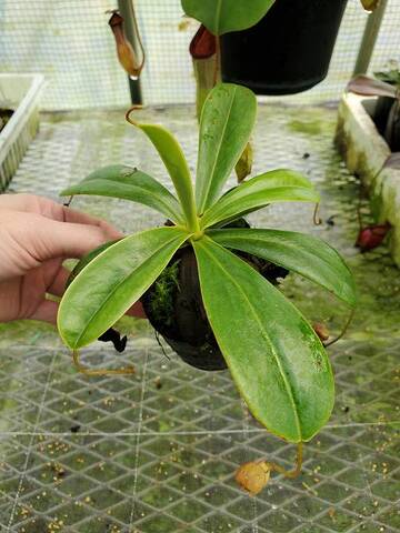 Y's Exotics （山田食虫植物農園）