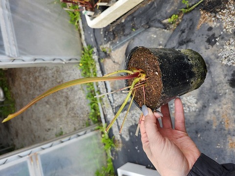 R648 2H S. leucophylla var. alba seedling KF