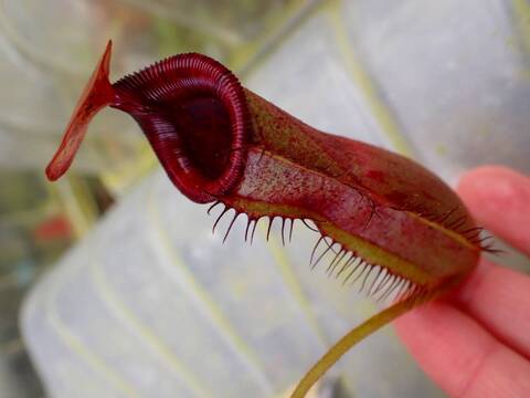 ながいながいながい様 T.chapeuensis Tillandsia chapeuensis