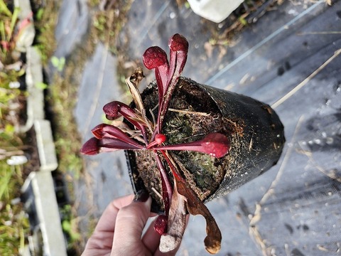 クレマチス確認用 クレマチス 確認用