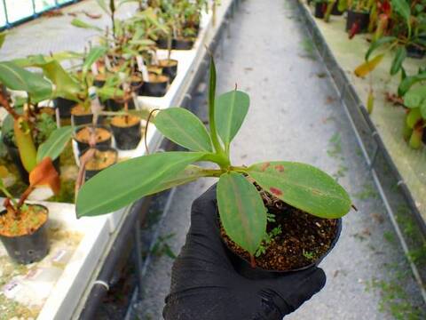 G078 5-3 N. (sumatrana x boschiana) x campanulata konan