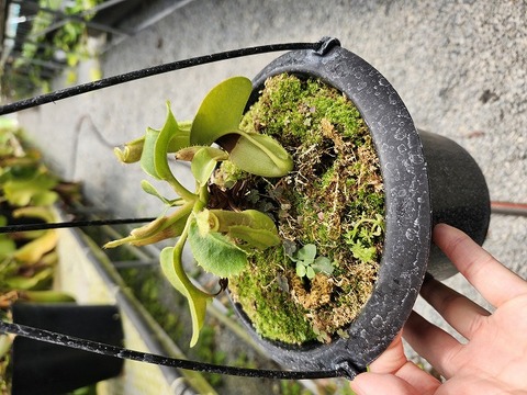 商品一覧 - Y's Exotics （山田食虫植物農園）
