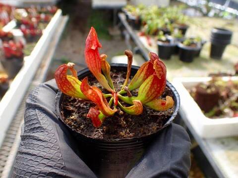 G062 4-1 S. Hybrid Y's