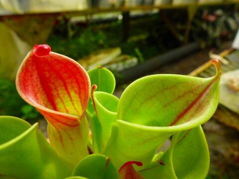 Heliamphora（ヘリアンフォラ）の商品一覧 | Y's Exotics （山田食虫植物農園）