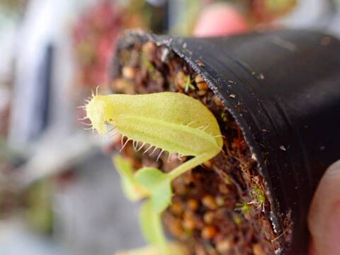 P204 5-1 N. truncata x erucoides Y's