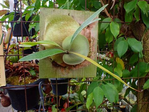 ビカクシダ mimu P. God Mom (bifurcatum x hillii) 【artPLANTs】ビカクシダ