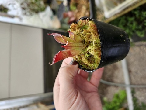 Heliamphora（ヘリアンフォラ）の商品一覧 | Y's Exotics （山田