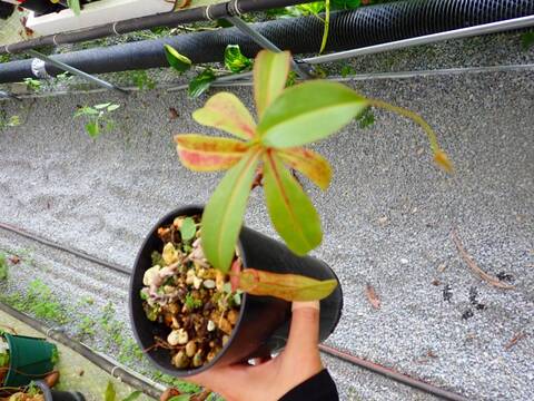 G301 5-3 N. thorelii rubra 日の出花壇