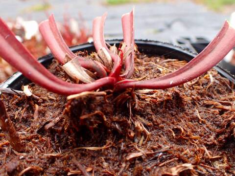 P323 S. purpurea x (rubra x flava) TF