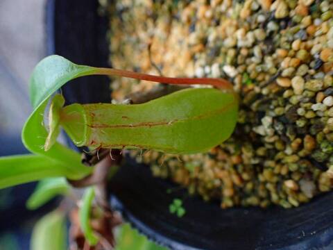 Y346 3-2 #BBB N. Ventrata