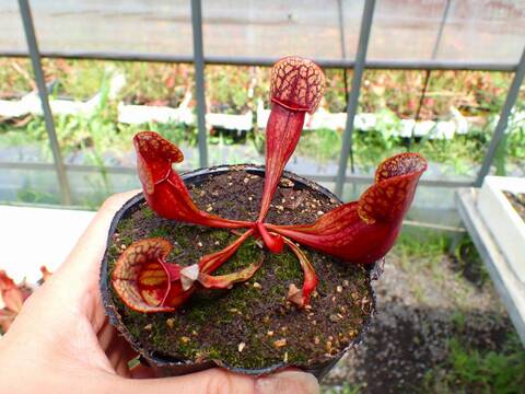 Y's Exotics （山田食虫植物農園）
