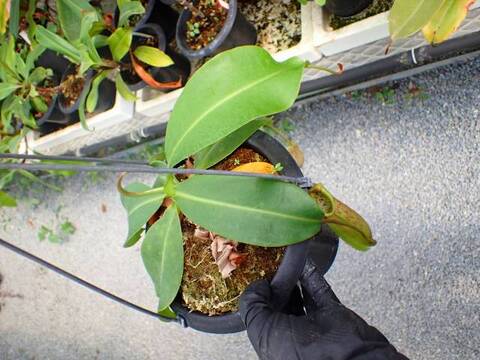G348 5-3 N. veitchii x northiana red Y's