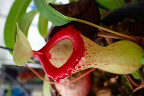 商品一覧 - Y's Exotics （山田食虫植物農園）