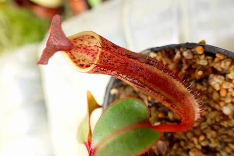 Nepenthes（ネペンテス/ウツボカズラ）の商品一覧 | Y's Exotics