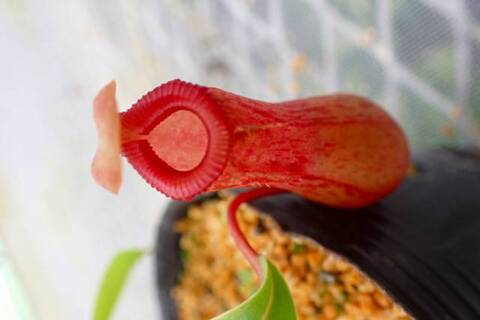 ゆうゆうネペンテス・ミランダ Nepenthes（ネペンテス/ウツボカズラ）の商品一覧 | Y's Exotics