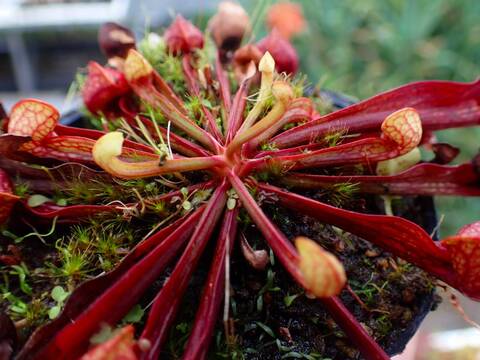 ハマセンダン　苗木　１本　　（アゲハ類のエサ）　その１ ハマセンダン 苗木 1本 （アゲハ類のエサ） その1