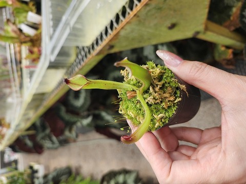 Heliamphora（ヘリアンフォラ）の商品一覧 | Y's Exotics （山田