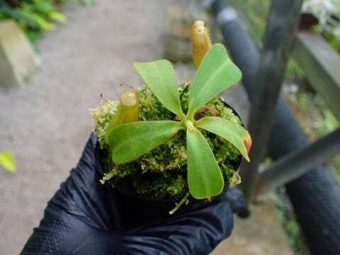 Y's Lab – Deflasked Plants（培養瓶出し苗）の商品一覧 | Y's Exotics