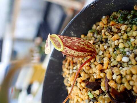 O109 1-2 N. glabraata CK