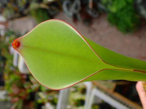J168 1-1 H. uncinata {Amuri Tepui, Venezuela} [BCP ID# H035] BCP