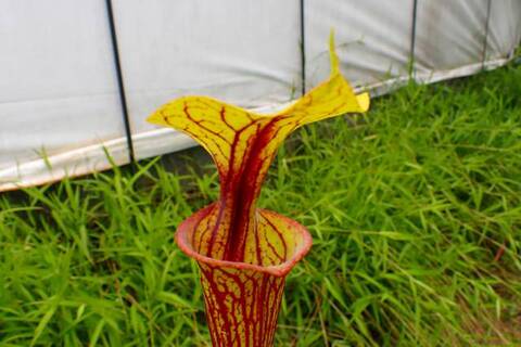 konyuji様　バラエンシス、パラディセア Sarracenia（サラセニア）の商品一覧 | Y's Exotics （山田食虫