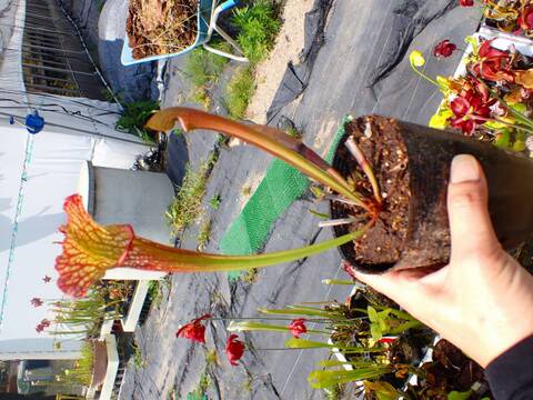 く*い様 食虫植物　サラセニア　ももいろといき ふしぎな食虫植物のせかい｜木谷美咲 - 食虫植物】サラセニアの基礎知識 その他観葉植物