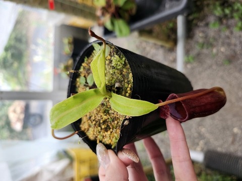 正規品ラベル付き　ウツボカズラ　ネペンテス フーケリアナ　充実優良株♪ 専用ページ☆ 正規品ラベル付き ネペンテス フーケリアナ 充実