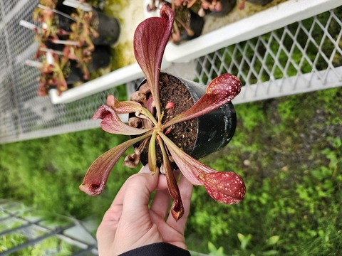 Y's Exotics （山田食虫植物農園）