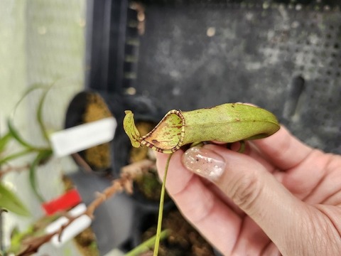 商品一覧 - Y's Exotics （山田食虫植物農園）