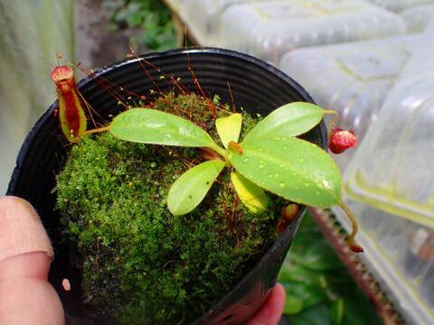 Y303 1-4 N. maxima x xharryana Tambuyukon #NNN