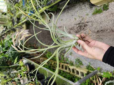 Tillandsia (ティランジア/エアープランツ）の商品一覧 | Y's Exotics （山田食虫植物農園）