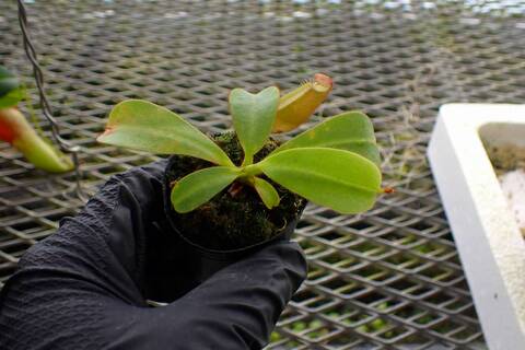 G015 3-2 [YA-10] N. veitchii Bario (very big pitcher) x veitchii Bario (stripe peristome) Y's Lab