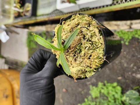 ネペンテス七種セット(宅急便発送) ネペンテス七種セット(宅急便発送