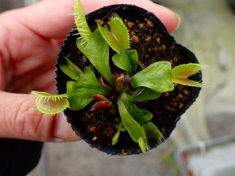 Y821 4-1 Dionaea muscipula 鈴木系 実生