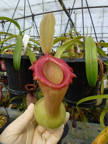 Nepenthes（ネペンテス/ウツボカズラ）の商品一覧 | Y's Exotics （山田食虫植物農園）