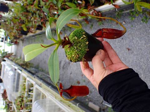 商品一覧 - Y's Exotics （山田食虫植物農園）