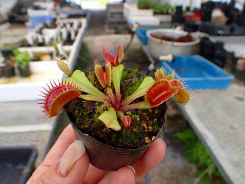 Y644 4-1 Dionaea muscipula 鈴木系 実生