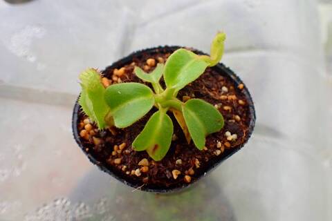 Nepenthes（ネペンテス/ウツボカズラ）の商品一覧 | Y's Exotics