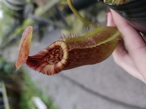 Nepenthes（ネペンテス/ウツボカズラ）の商品一覧 | Y's Exotics （山田食虫植物農園）