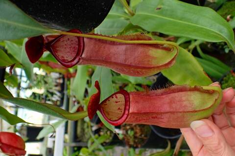 食虫植物　お知らせ用 植物図鑑（1）：食虫植物が虫を食べる理由とは？ニッチな環境で獲得