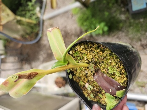 ネペンテス七種セット(宅急便発送) ネペンテス七種セット(宅急便発送