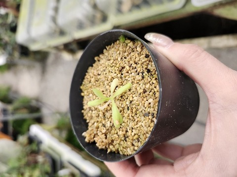 G168 1-2 P. moranensis flos mullonis x moctezumae 